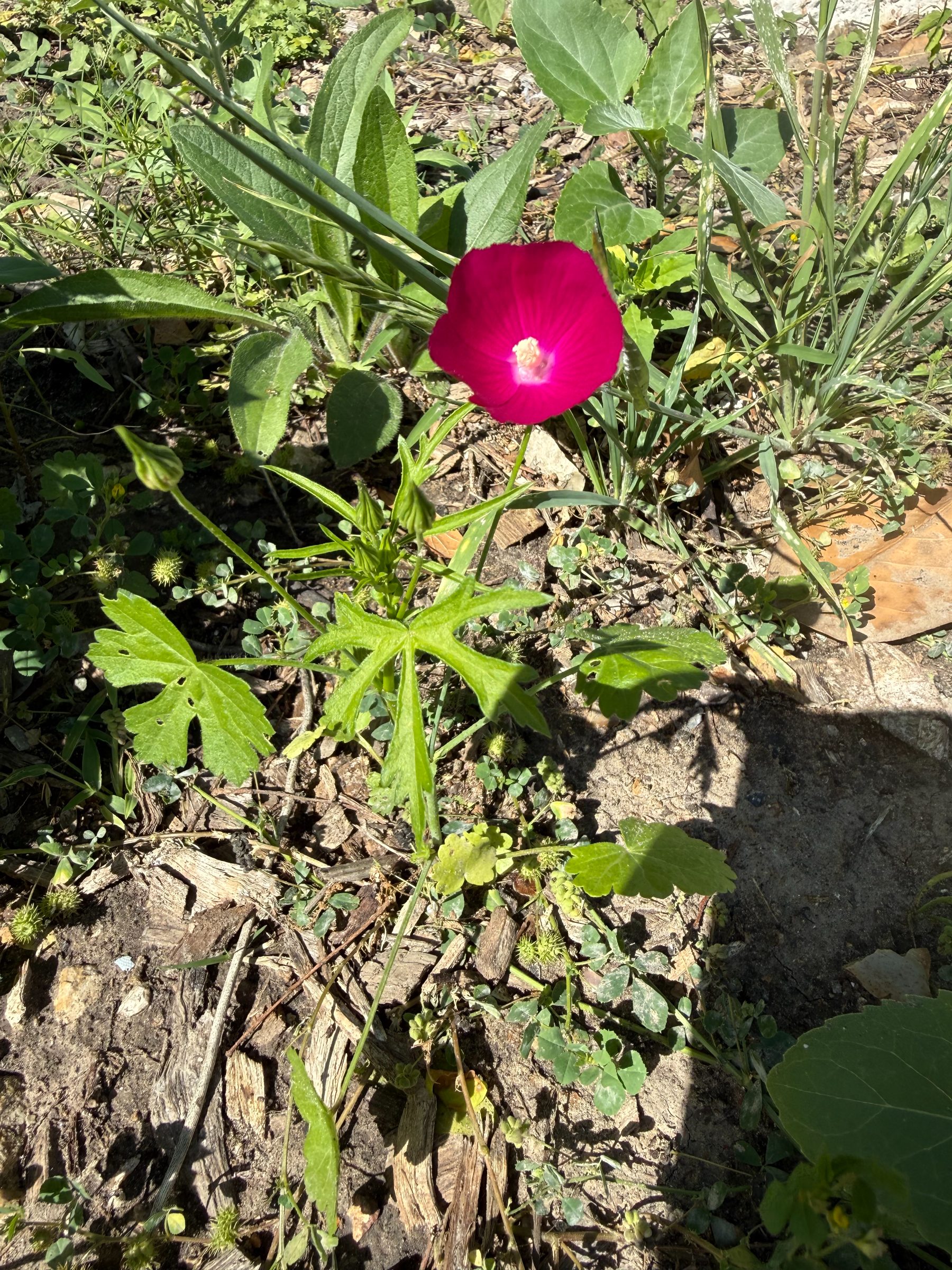 Today we found a Winecup (Callirhoe involucrata), also known